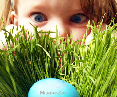 i@Hƍޗ̐X Misaka Zoo@Y[lbgƕ